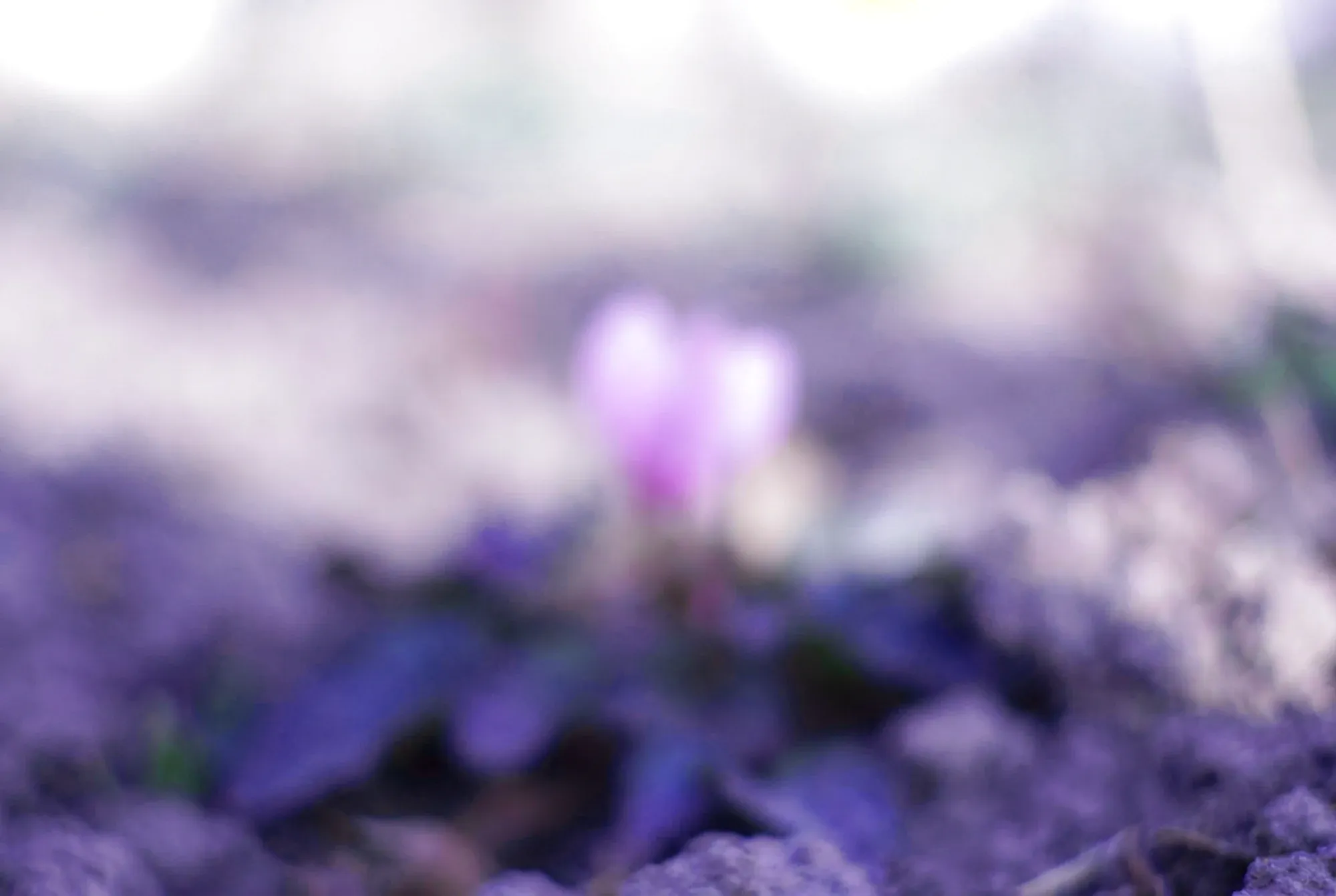 Un crocus desenfocado, a ras del suelo